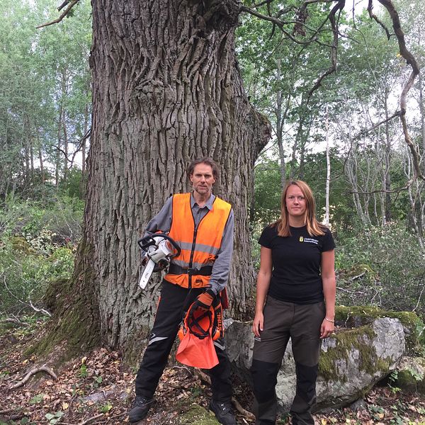 Rikard Cellberg, naturvårdskonsult och Ulrika Roos, koordinator, ekar och frihuggning.