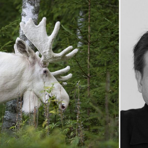 ”I torsdags jagade 20 personer älgen som om det vore en hemvärnsövning. Jag blev helt häpen”, berättar naturfotografen Ingemar Pettersson.