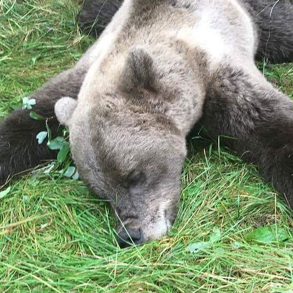 Skjuten björn ligger i gräset i Haverö.