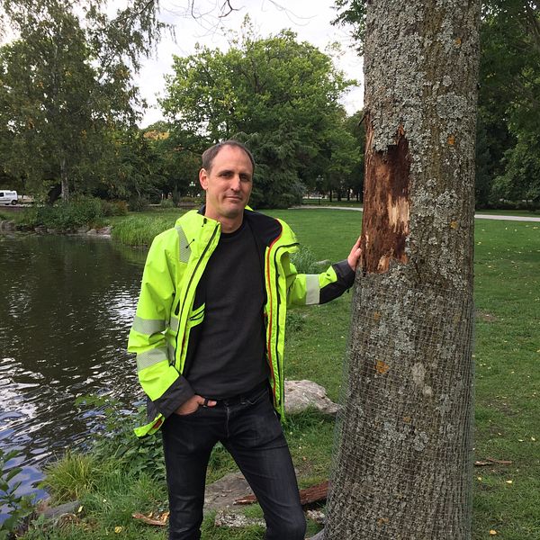 Fredrik Eklund, trädvårdare, Eskilstuna statspark, almsjukan.