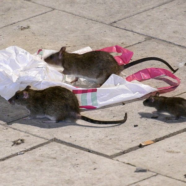 Tre råttor och en plastpåse.