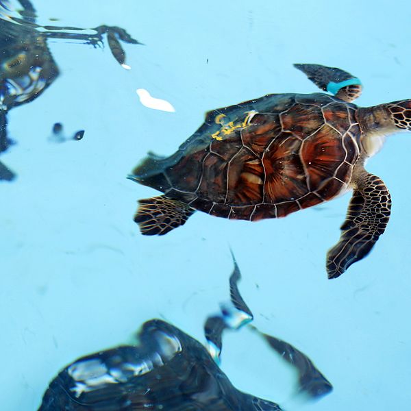 Havssköldpaddorna har med hjälp av naturvårdande insatser blivit fler. Arkivbild.