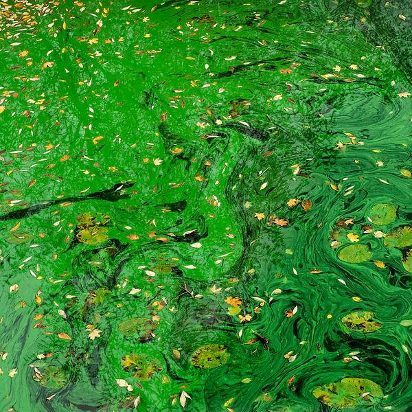 Grönsimmigt vatten med blommande alger.