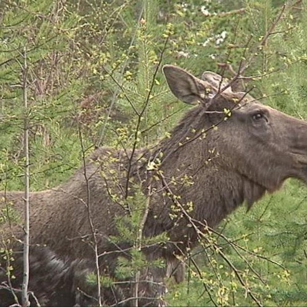 Älg