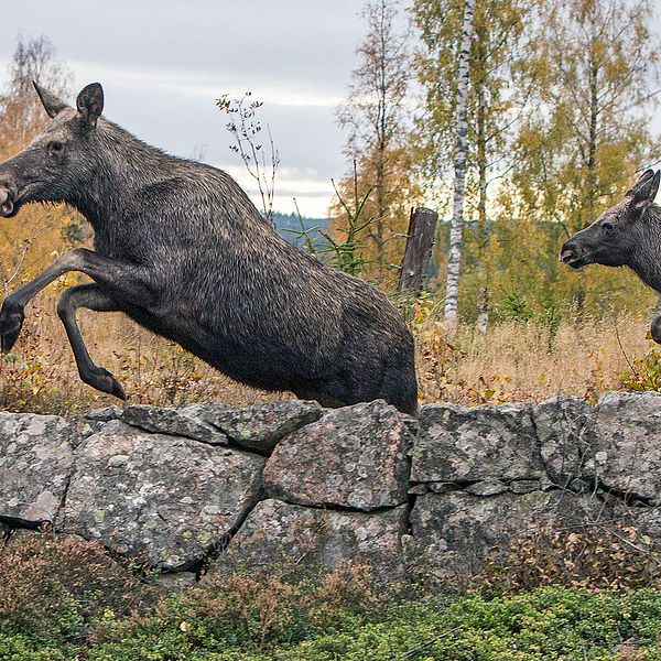 Bild från årets älgjakt i jaktlaget Svarten, Lusaskens ÄSO, Kristinehamn