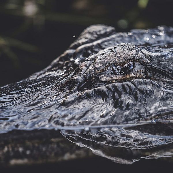 Närbild på alligator.