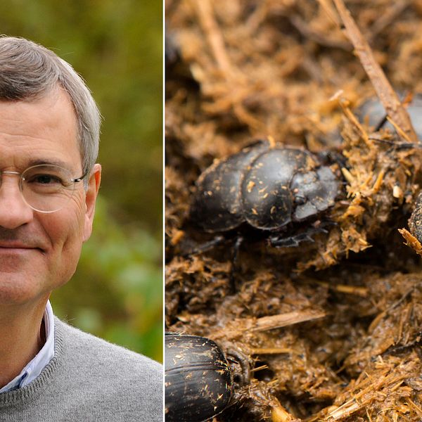 Ulf Gördenfors samt dyngbaggar