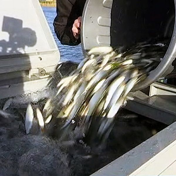 Fiskar töms från en tunna ned i en stor låda