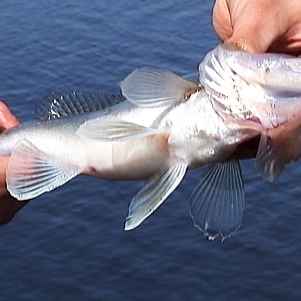 Tjuvfisket har varit ett omfattande problem i Byälven