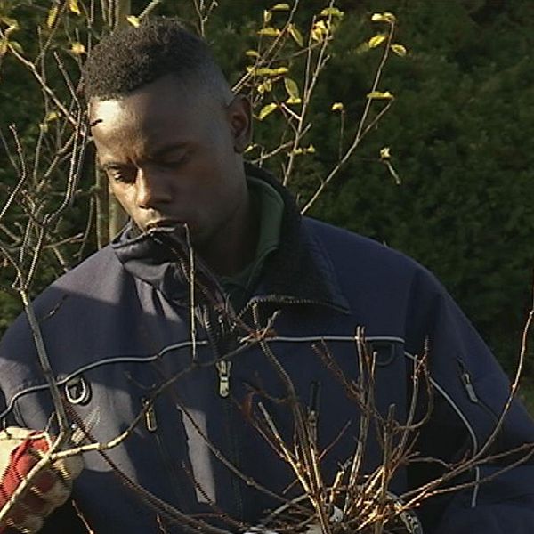 Robert Kayongo beskär plantor inför vinterförvaring på plantskolan Fellingsbro.