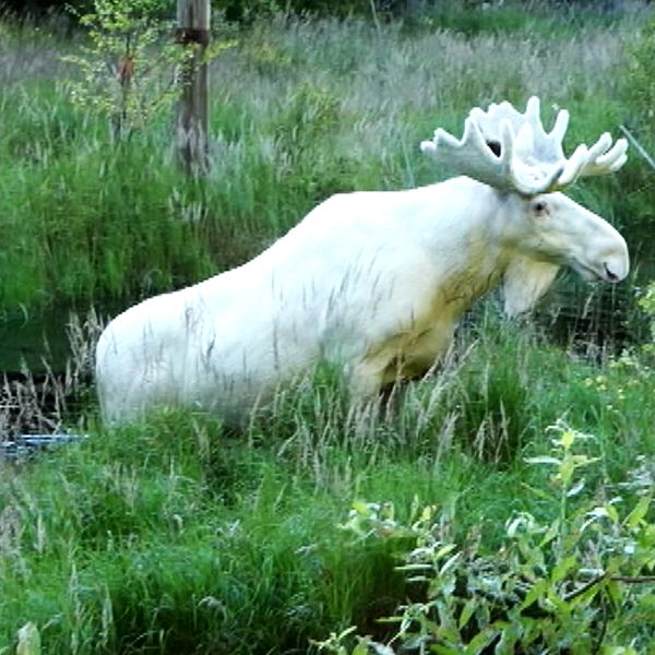 En vit älg som är på väg att resa sig upp