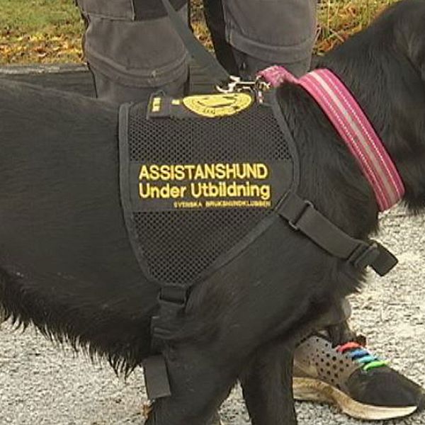 En assistanshund under utbildning