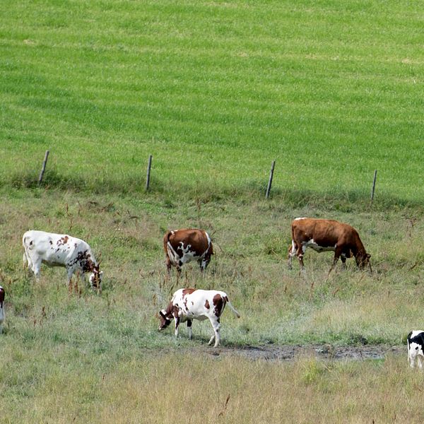 Kor som betar i en hage