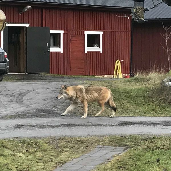 En privatperson fotograferade en varg i Åloppe utanför Örsundsbro under helgen.