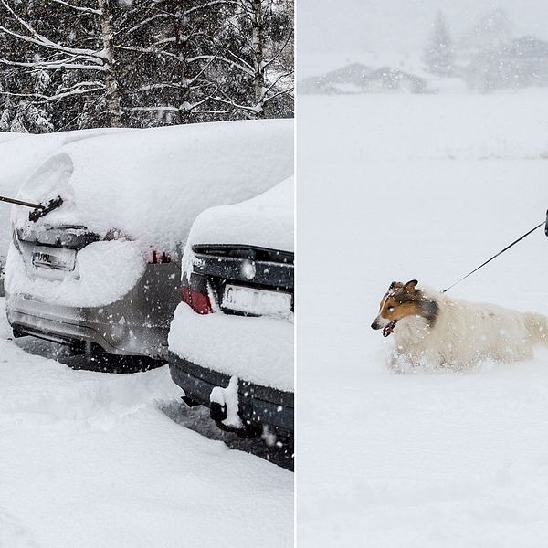 Tvådelad bild: Kvinna skottar snö från bilen, kvinna ute på promenad med hund i snökaos