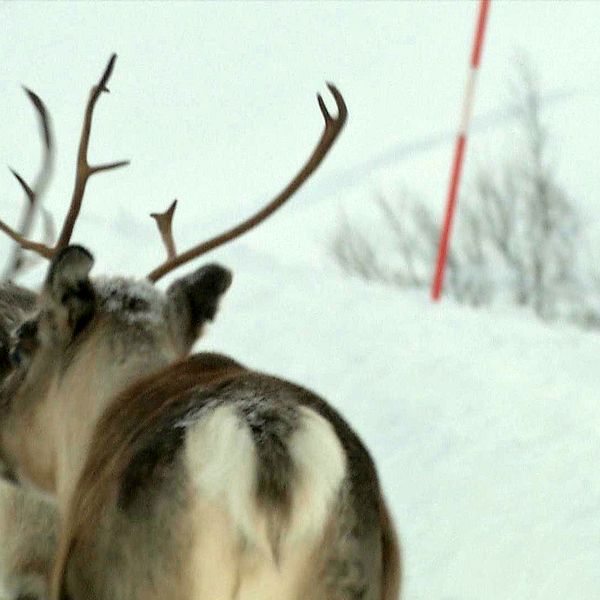 Renar på vägen