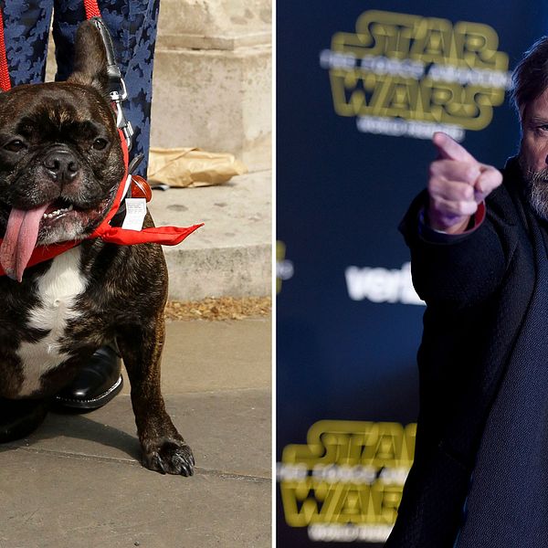 Carrie Fishers hund Gary Fisher och Mark Hamill är med i Star Wars: The Last Jedi båda två.