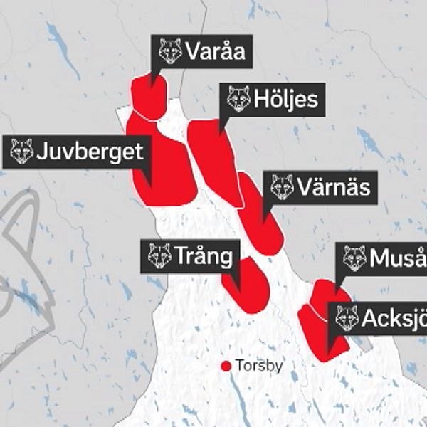 Vargar i flera revir i norra Värmland har försvunnit spårlöst