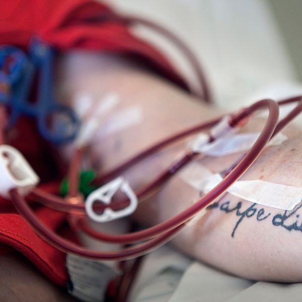 Bild inzoomat på en mans arm med tatueringen ”Carpe Diem”. Flera blodfyllda slangar är fästa vid armen.
