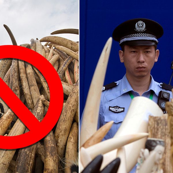 – Det här sänder signalen till kinesiska folket att elefanters liv är viktigare än vår elfenbenskultur.