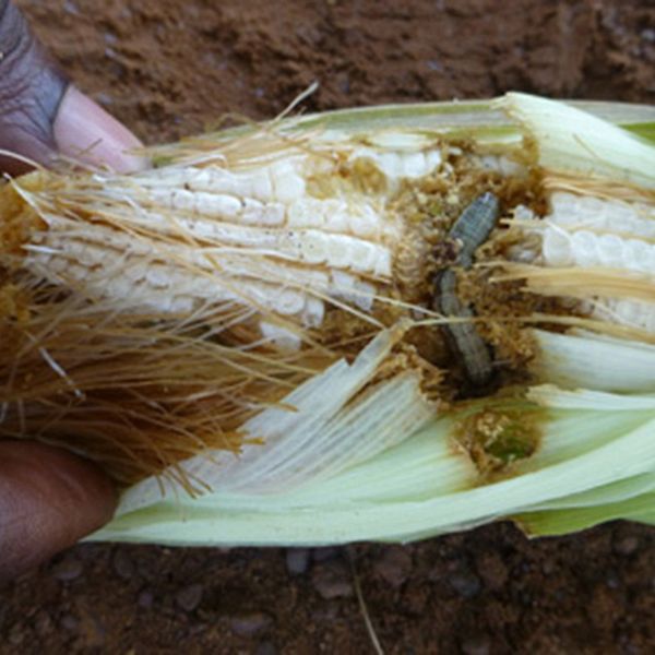 Höstarmélarven gör stora skador på många viktiga basgrödor som majs, durra, ris och sockerrör.