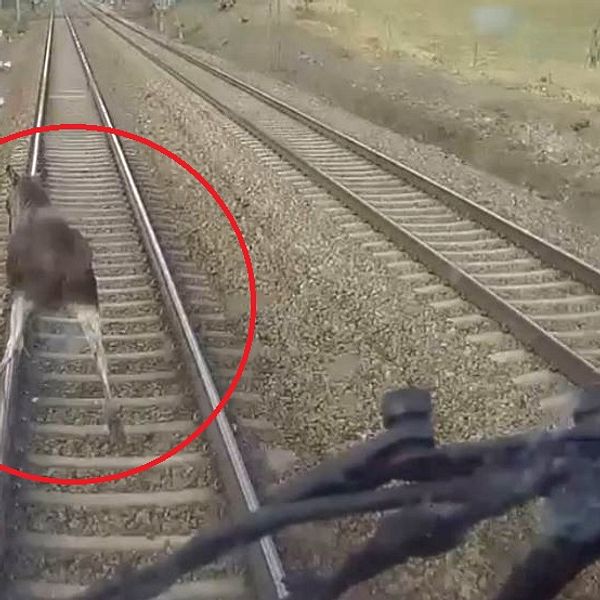 Älg springer på spåret framför ett lok.