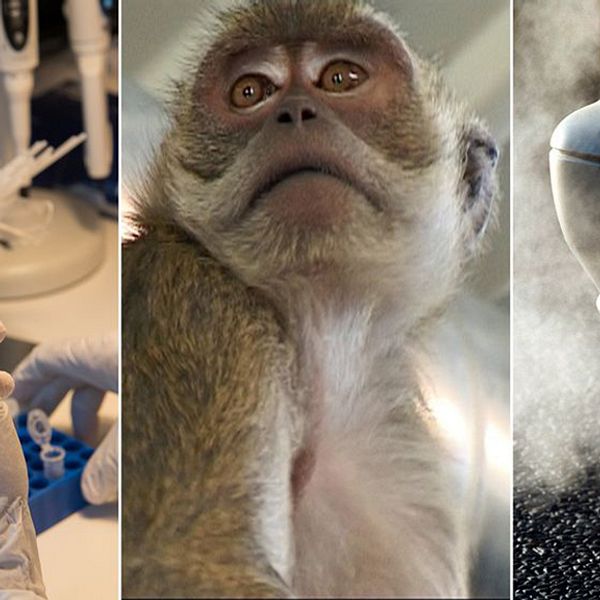 Tyska biltillverkare testade avgaser på apor och människor