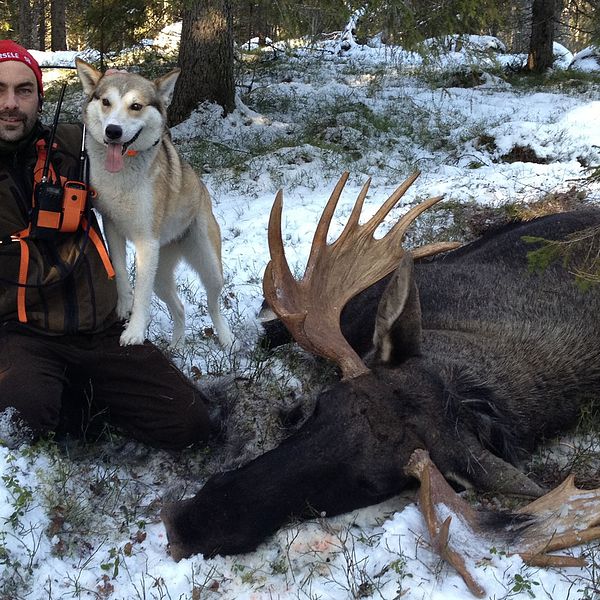 Magnus Bidner i Sorsele jagar både älg och småvilt och använder blykulor i älgjakten av gammal vana.