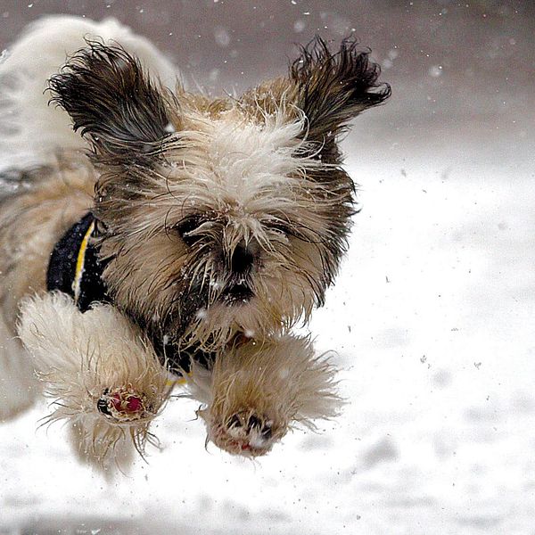 Genrebild på hund i snö.