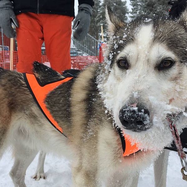 Polarhund (sibirian husky) med sele och snö på nosen.