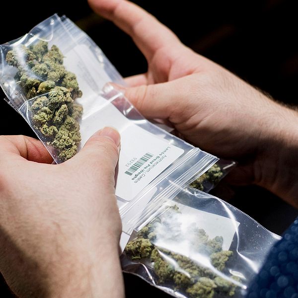 Cannabis packat i små plastförpackningar.