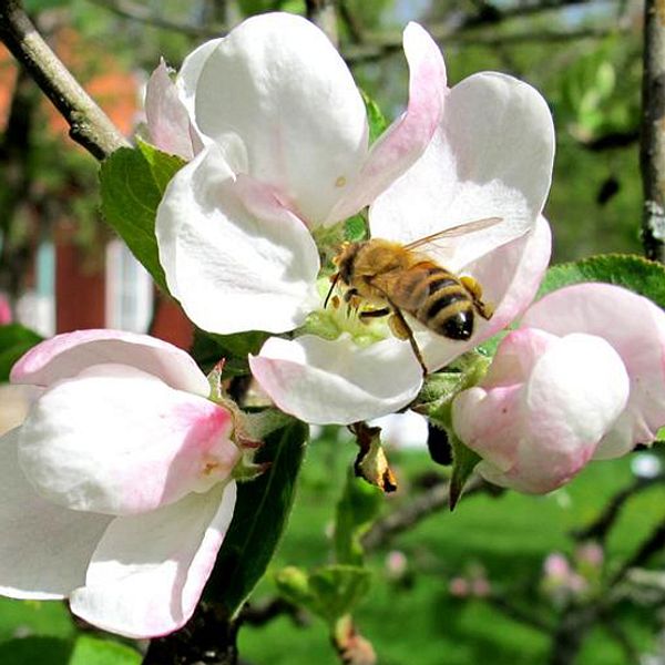 God pollinering av bin och humlor är avgörande för en rik skörd av frukt och bär.
