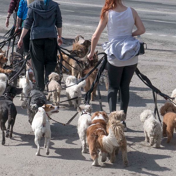 Hunddagis på promenad med många hundar.