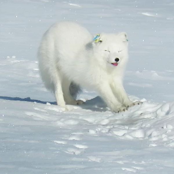 Nyvaken? Det ser så ut i alla fall. Här ser ni den nyfikna fjällräven som kom upp ur snön för att betrakta länsstyrelsens naturbevakare.