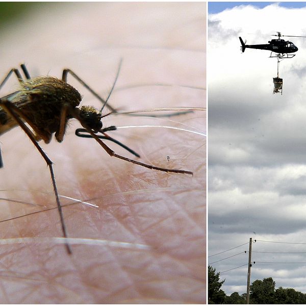 Ett kollage av en mygga och en helikopter med myggbekämpningsmedel.