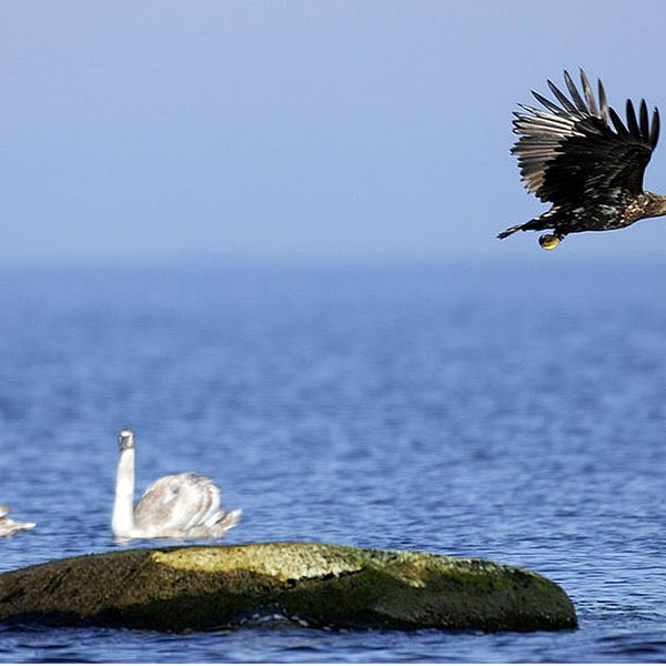 I Sverige ökar rovfåglar som havsörn medan fåglar i jordbrukslandskap minskar, enligt den senaste fågelinventeringen.