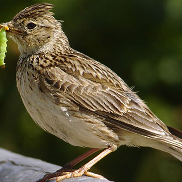 Sånglärkan är en av de fåglar som lever i jordbruksmiljöer och som minskar i antal, enligt fågelinventeringen.