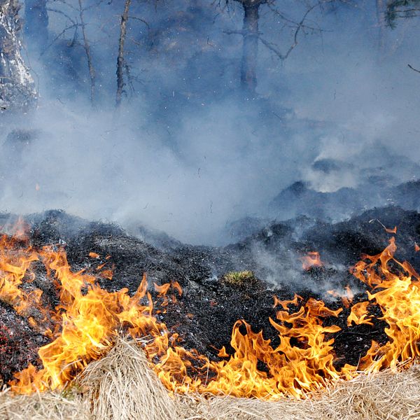 Gräsbrand brinner i fjolårsgräs