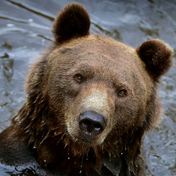 En närbild på en brunbjörn som badar.