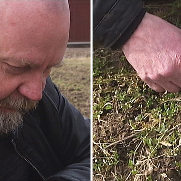 Svenerik Fritiofsson är en av entusiasterna bakom odlingen