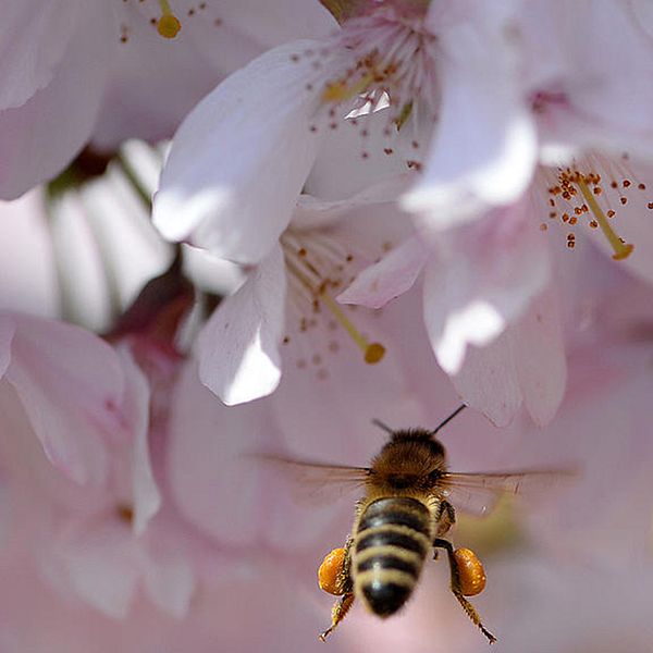 Ett bi som flyger vid ett blommande fruktträd.