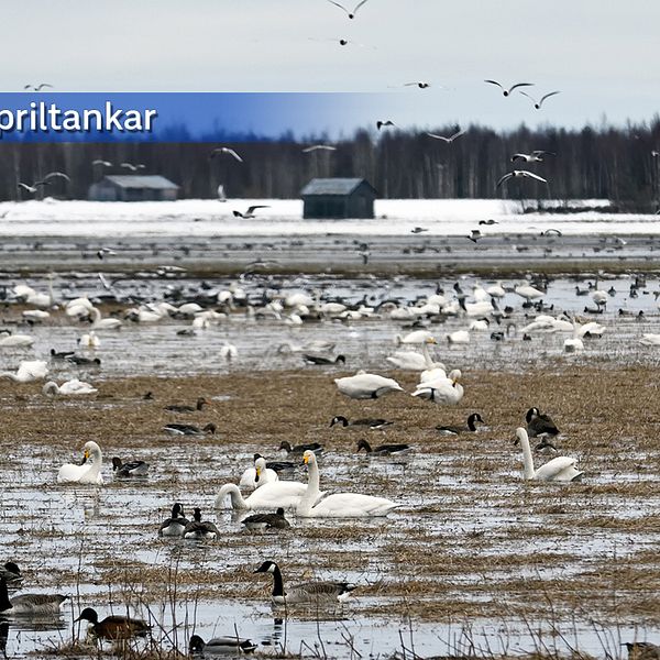 Flyttfåglarna trivs på de snösmältande fälten i Röbäck utanför Umeå i Västerbotten den 21 april.