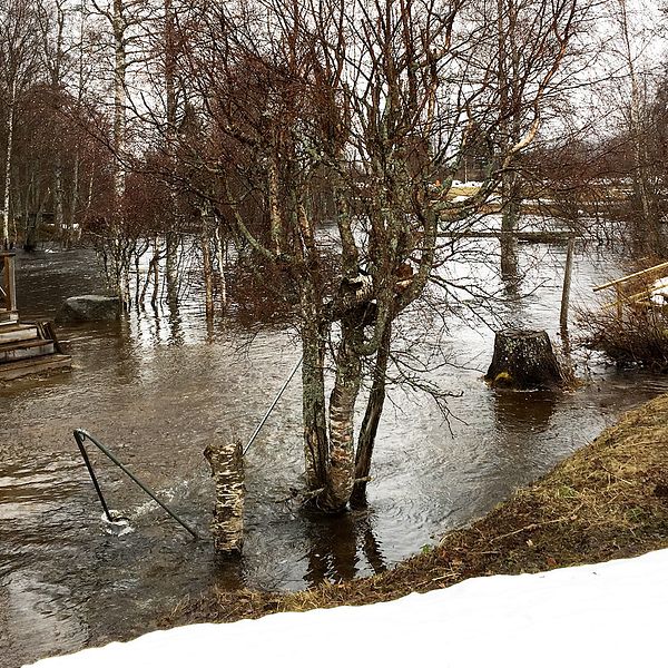 Nivåerna fortsätter stiga främst i små och medelstora vattendrag och än är inte kulmen nådd enligt SMHI.