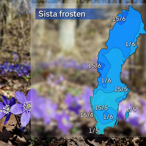 Kartan visar genomsnittliga datum för sista dygnet under våren med minimitemperatur under 0 grader, baserat på referensåren 1961–1990.