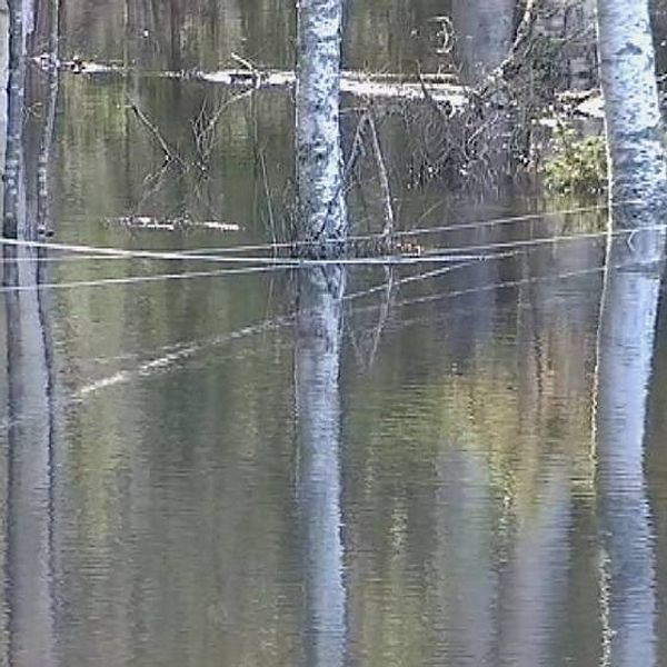 I Stångån vid Njurundabommen står vattnet så högt att skog, åkrar och en kohage översvämmats.