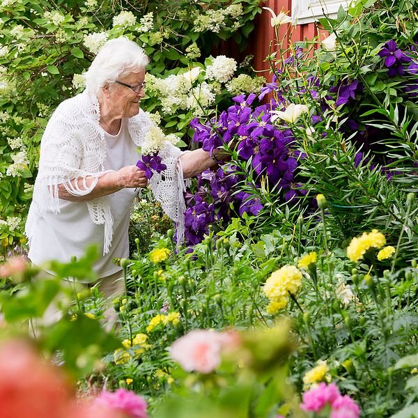 Pensionär som kollar på blommor