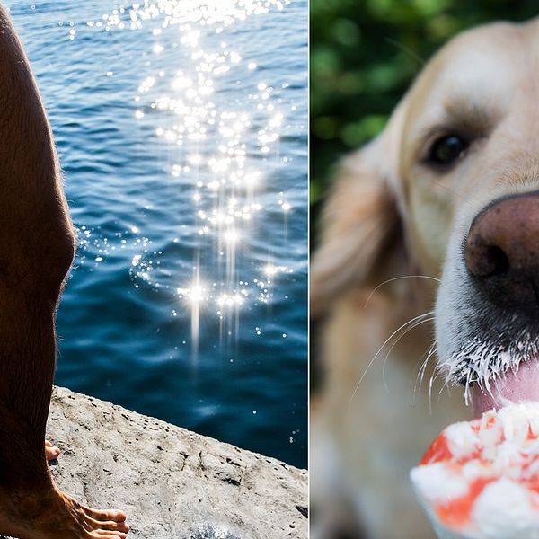 badare på klippa vid vatten hund som äter glass