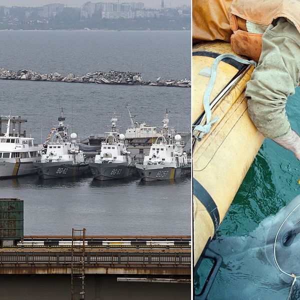 Till vänster ukrainska flottfartyg i hamnen Odessa och till höger en av de ukrainska militära delfinerna, fotograferad 1996, som får en sensor ditsatt.