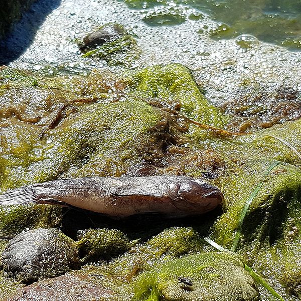 Ett 50-tal döda fiskar ligger och guppar längs strandkanten vid Revsudden, norr om Kalmar.