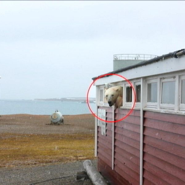 Isbjörn sticker ut huvudet genom ett sönderslaget litet fönster i ett garage